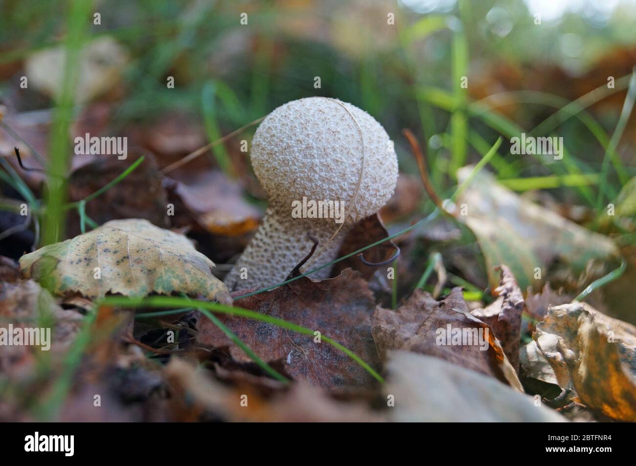 Der Lycoperdon-Pilz mit dem weißen Hut im Pickel und dem weißen Bein wächst im Wald in den gefallenen Blättern Stockfoto
