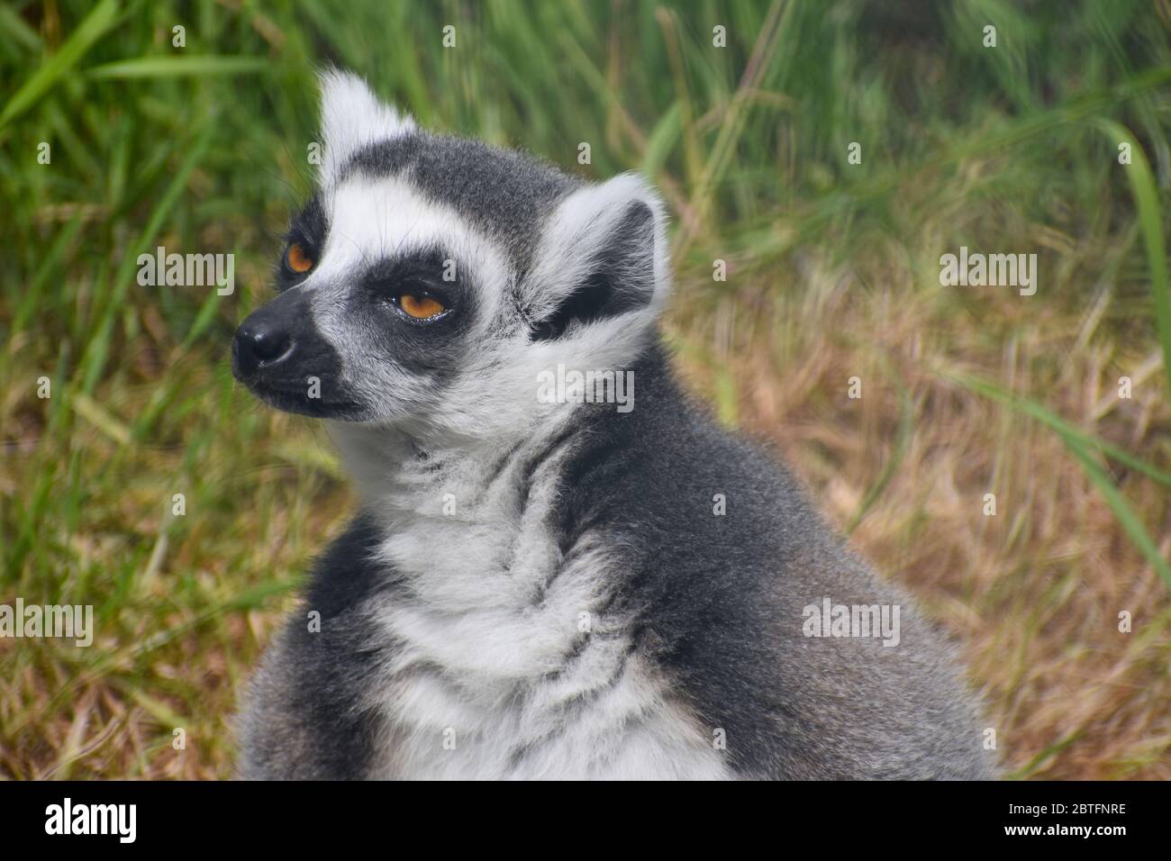 Ringschwanz-Lemuren haben lange, lebhaft gestreifte schwarze und weiße Schwänze. Sie sind vertraute Bewohner vieler Zoos, die sonst nur auf Madagaskar gefunden werden Stockfoto