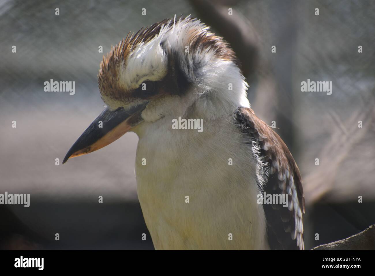 Lachende kookaburra aus der Eisvogel Familie ist ein großer Vogel mit weißlichem Kopf und dunklem Augenstreifen braune Oberteile mit blauem Fleck auf den Flügeldecken Stockfoto
