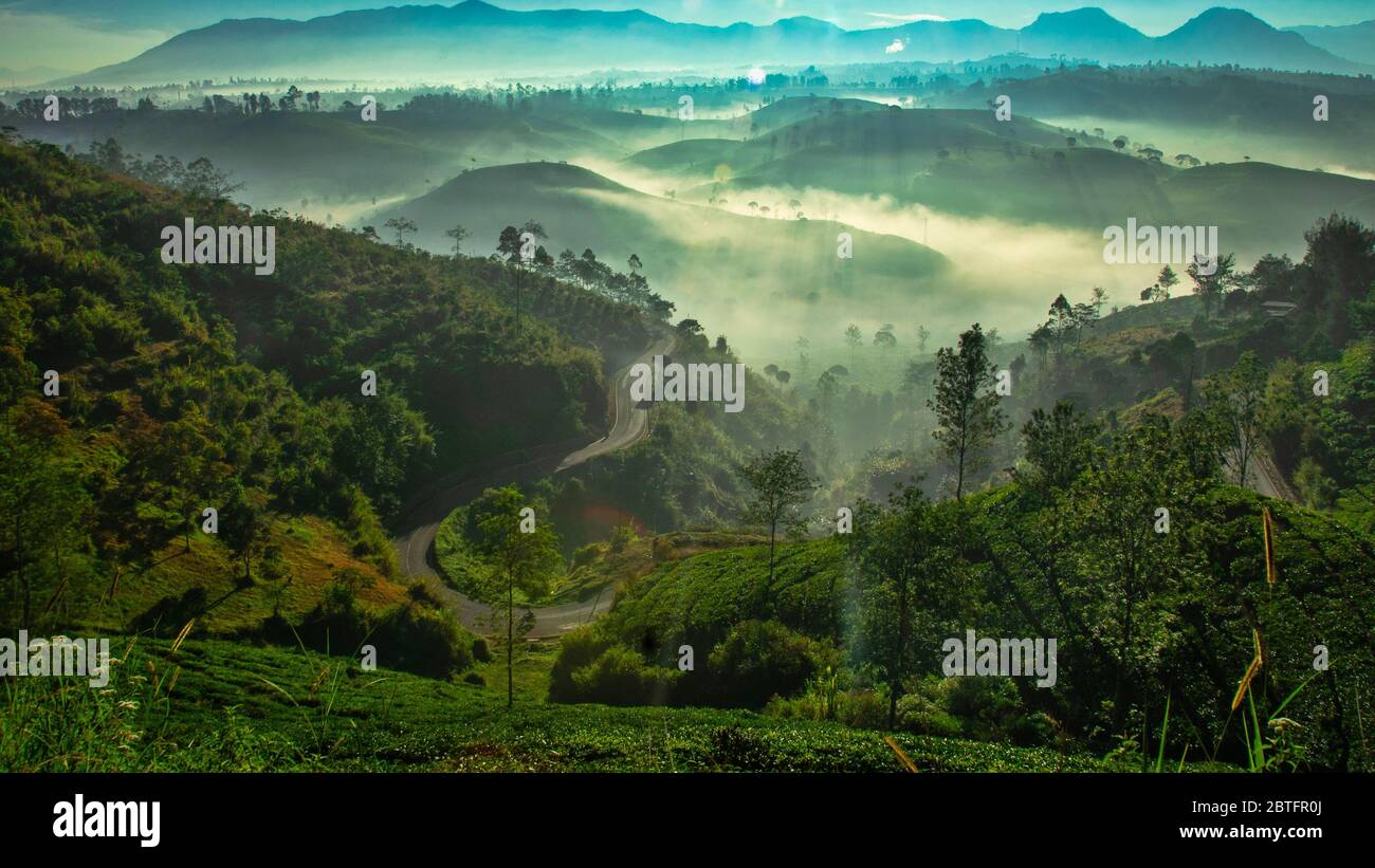 Genießen Sie meinen atemberaubenden Morgennebel in der Teeplantage, Pangalengan, Bandung Stockfoto