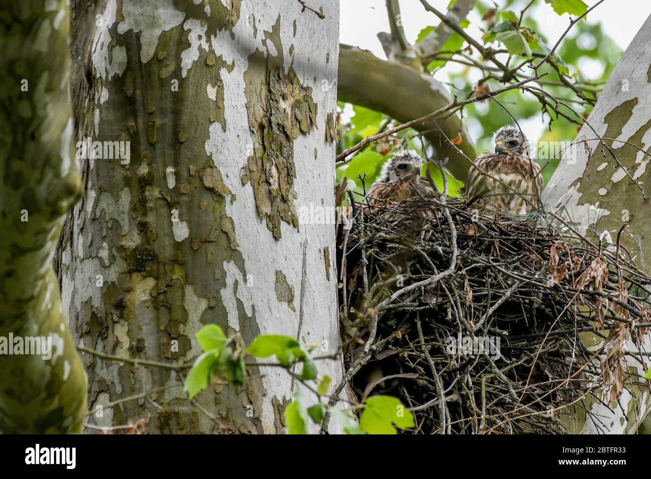 Rotschwanzfalke - Buteo jamaicensis - Jungvögel tauchen mit Flaum- und Flugfedern aus ihrem Nest auf - erwarten Futter von ihren Eltern - Raptor Babys Raubvogel - aka Windhawk - Rotschwanzfalke - Falknerei Stockfoto