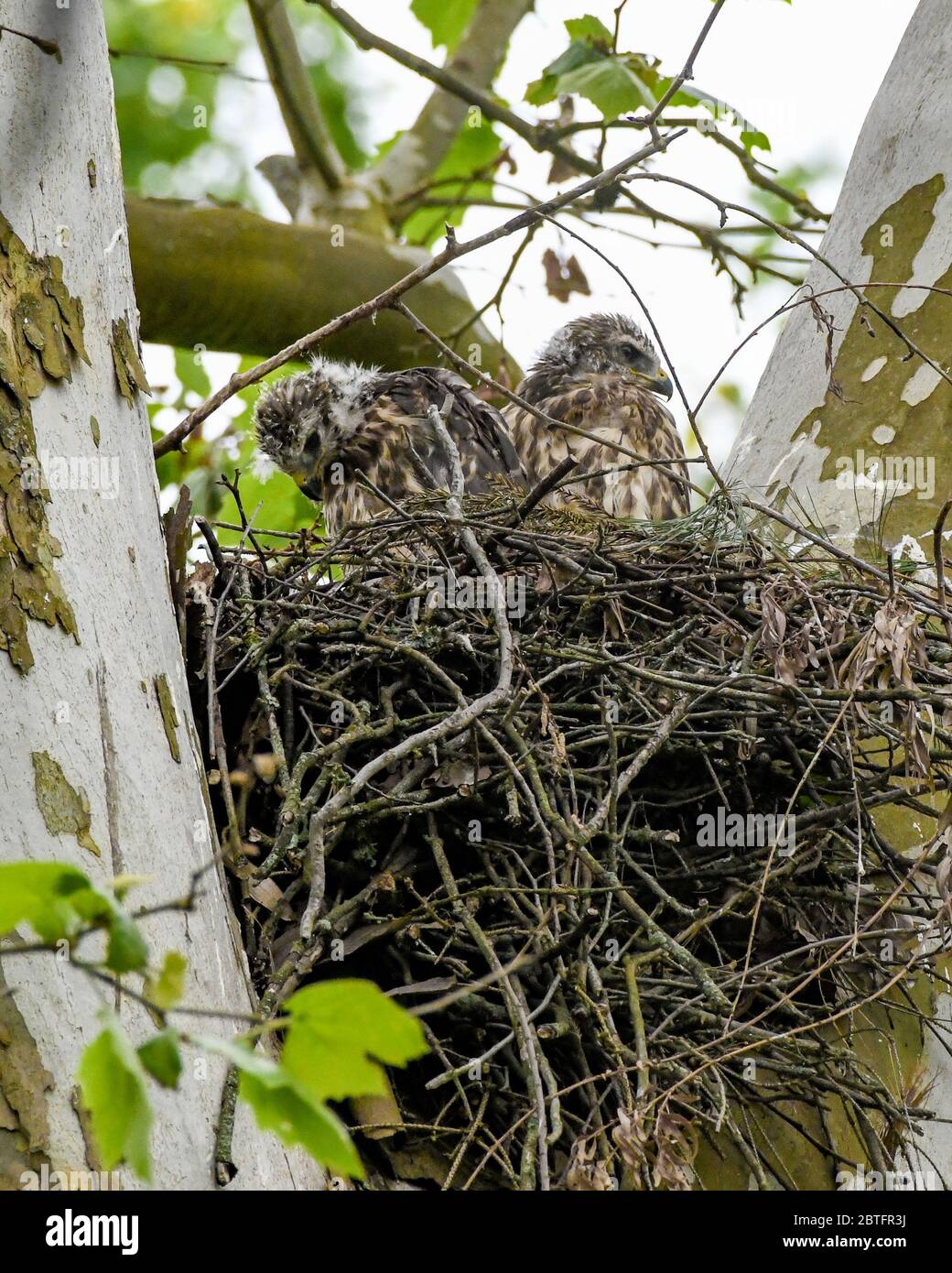 Rotschwanzfalke - Buteo jamaicensis - Jungvögel tauchen mit Flaum- und Flugfedern aus ihrem Nest auf - erwarten Futter von ihren Eltern - Raptor Babys Raubvogel - aka Windhawk - Rotschwanzfalke - Falknerei Stockfoto