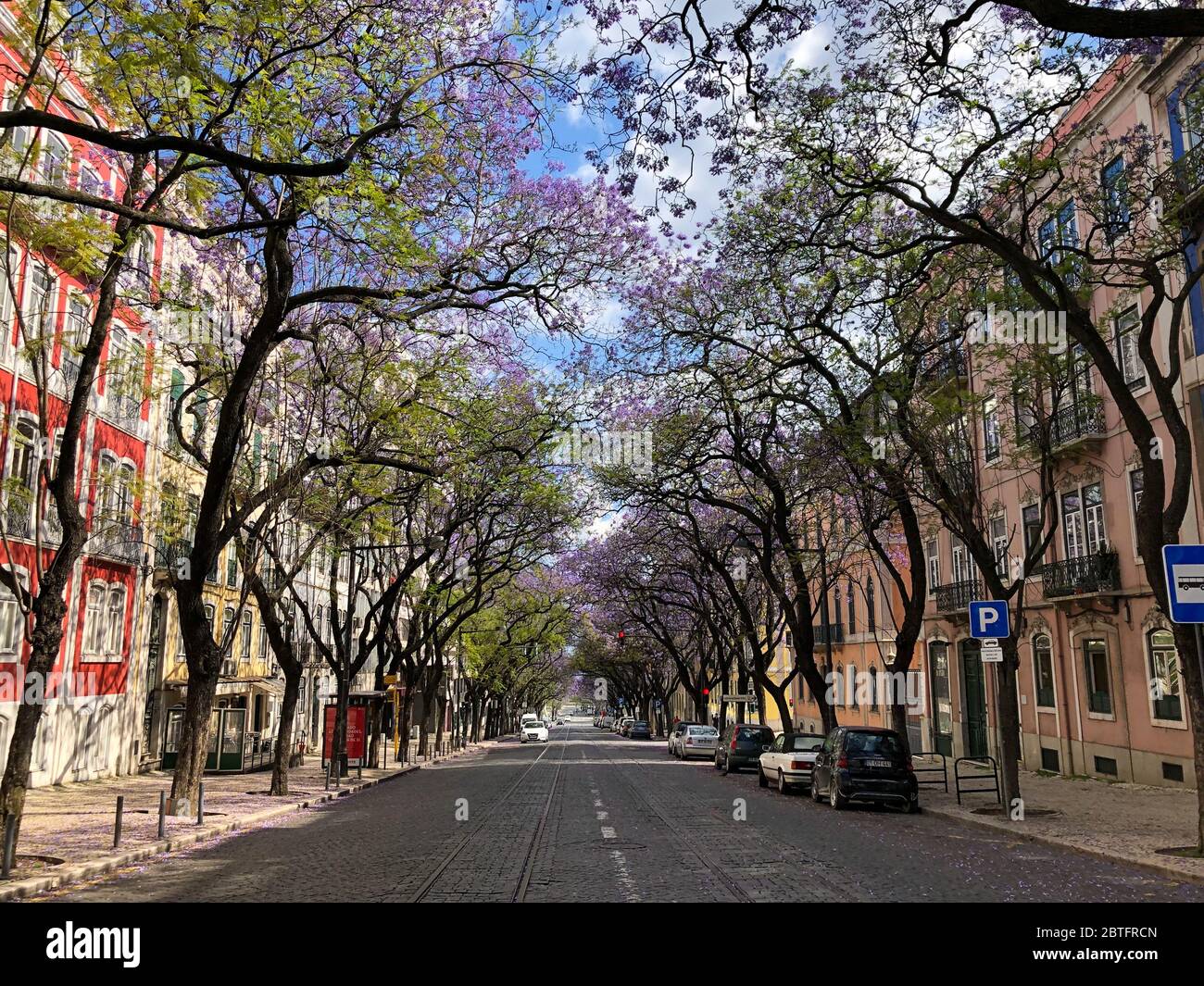 Jacaranda Baum bedeckt Lissabon Straße Stockfoto