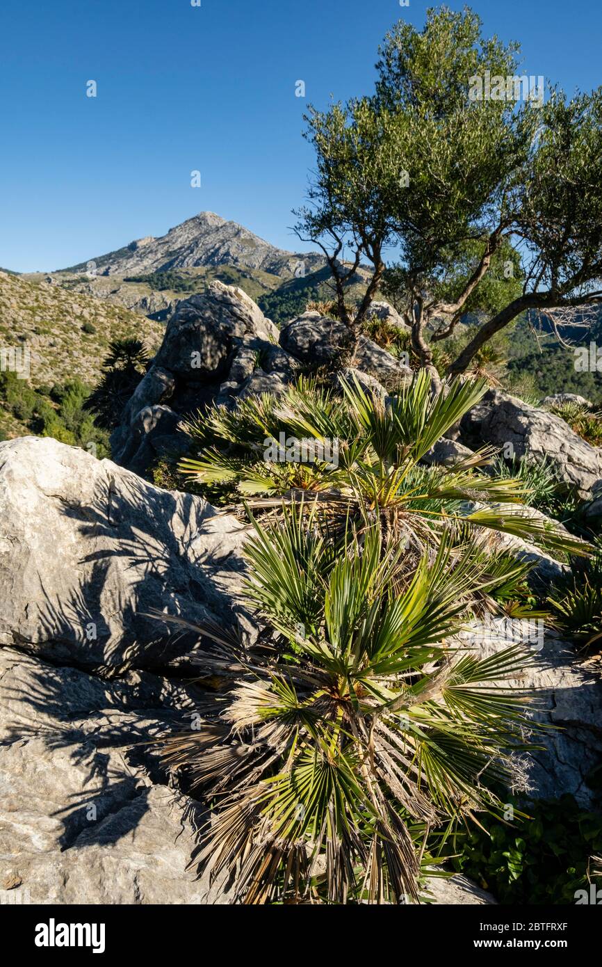 Puig de Galatzó, 1027 Metros de altura, Sierra de Tramuntana, Mallorca, Balearen, Spanien. Stockfoto