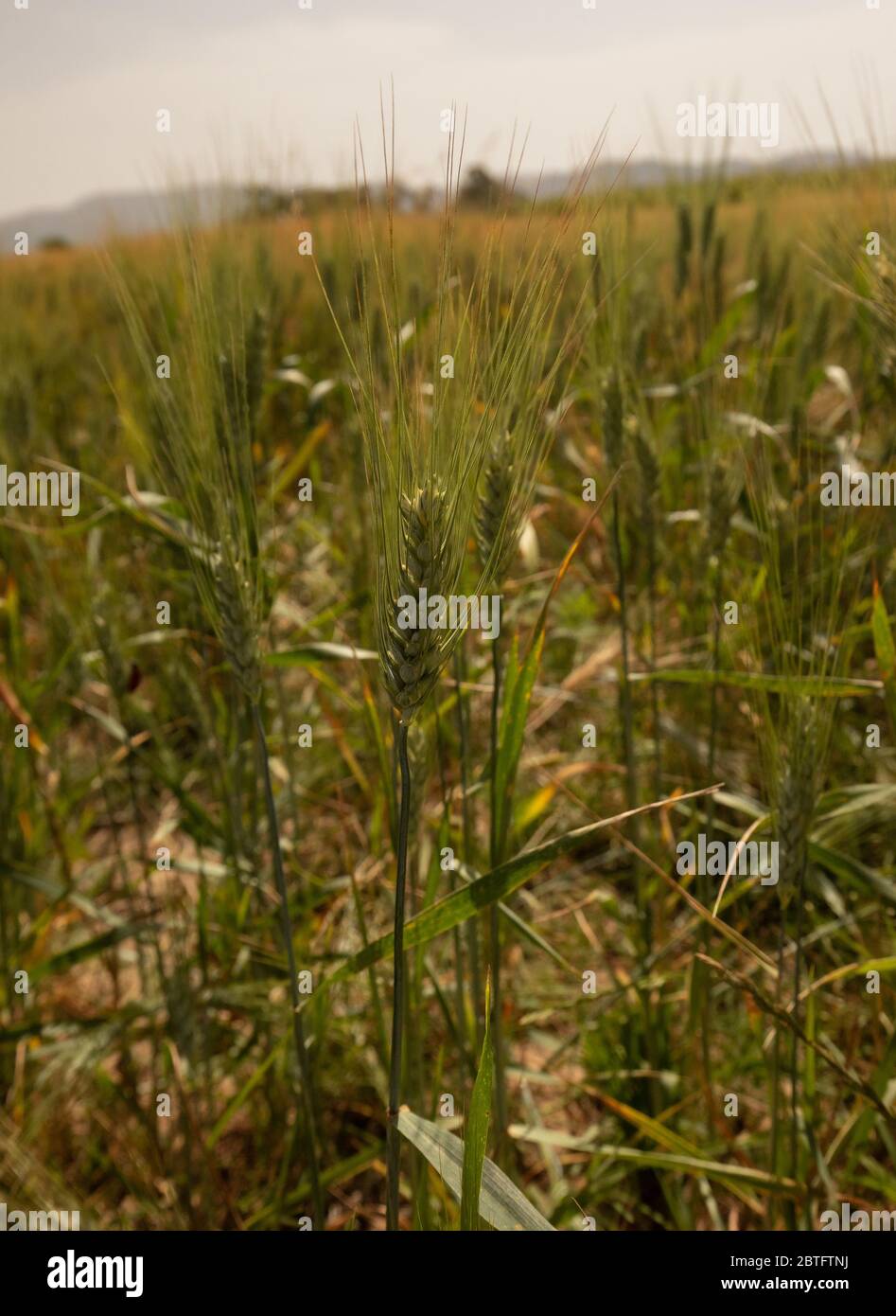 Weizenfeld mit blühenden Ähren, die zur Ernte bereit sind Stockfoto