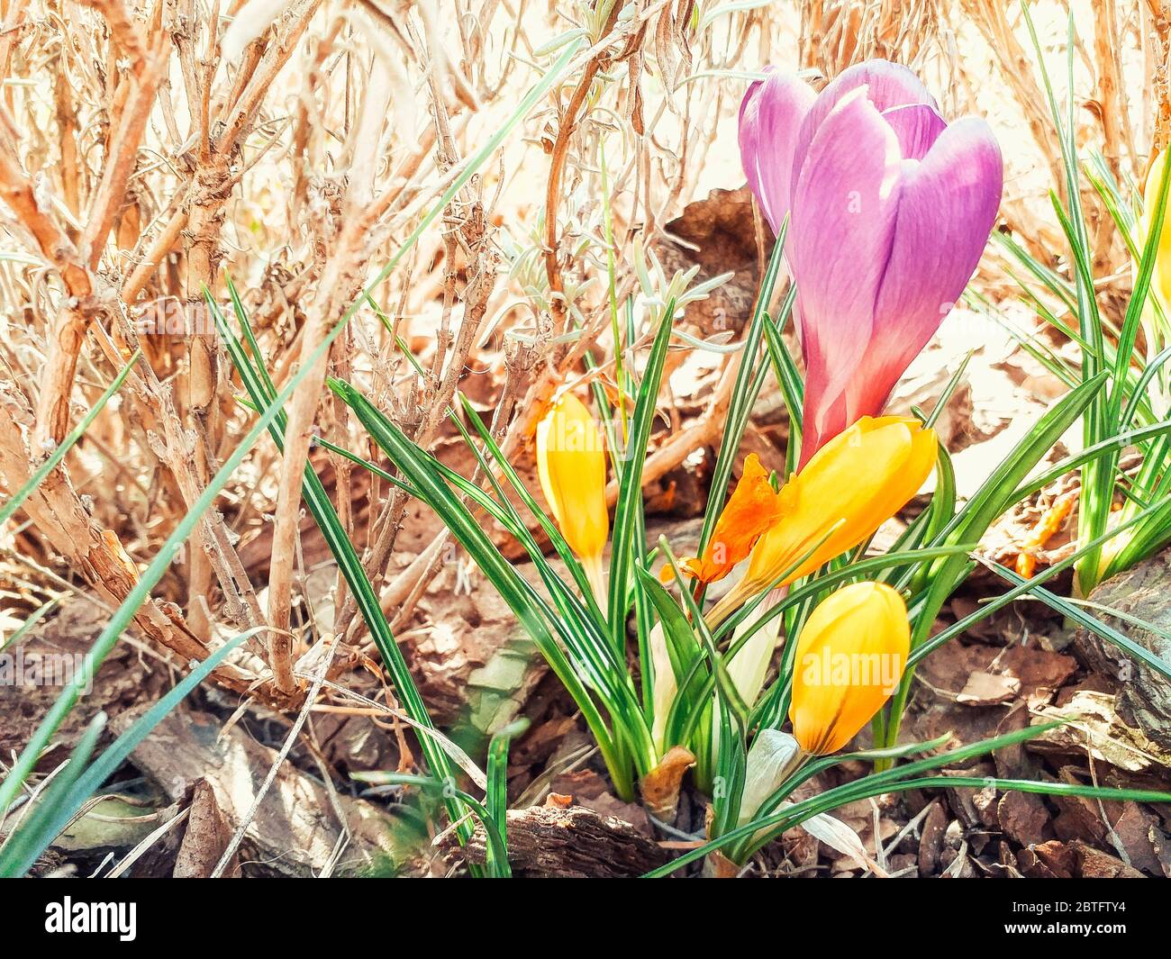 Lila und gelbe Krokusse wachsen im Frühjahr an Ort und Stelle. Die ersten Frühlingsblumen blühen im Garten. Frühlingswiese voller weißer Krokusse, Blumenstrauß Stockfoto