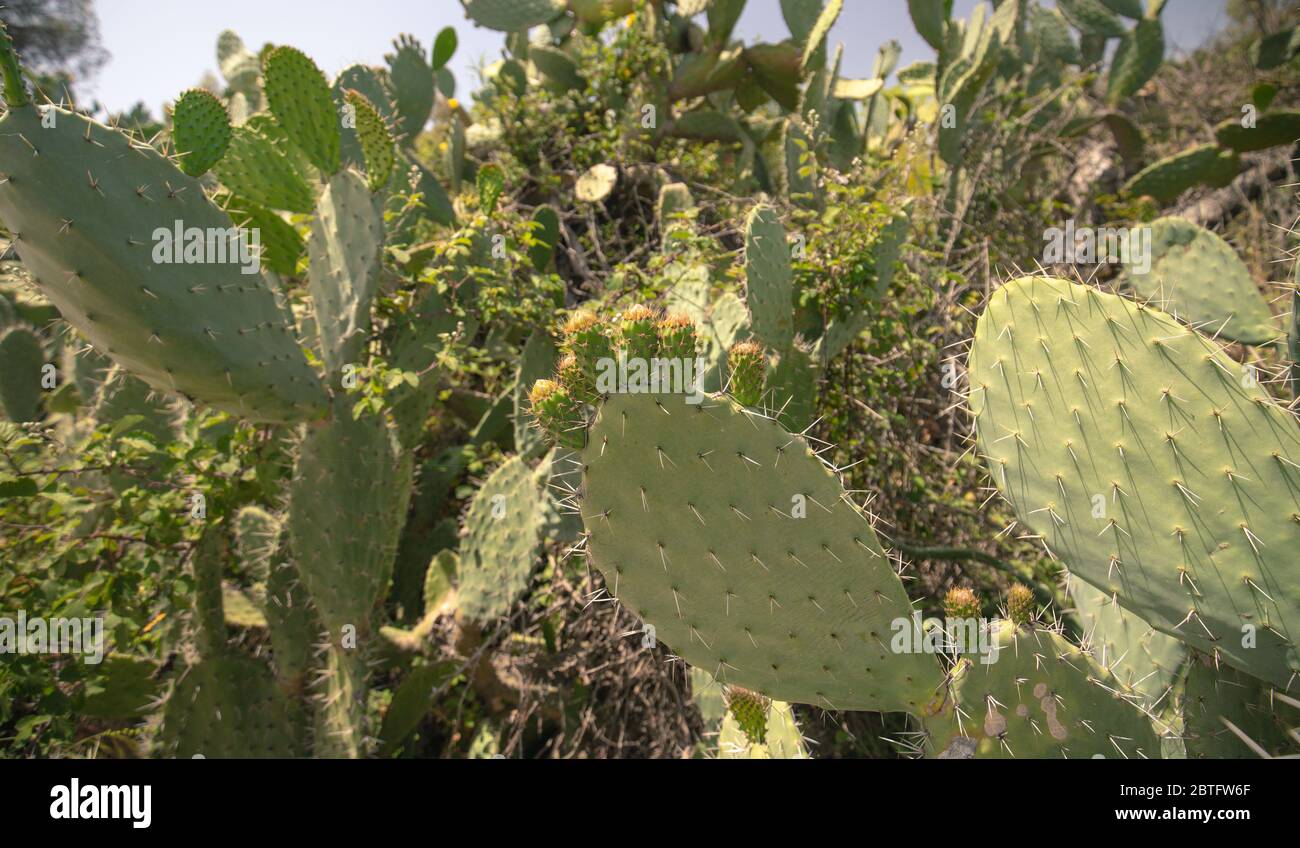 Blühende Kaktusbirne in einem Garten im Südwesten sardiniens Stockfoto