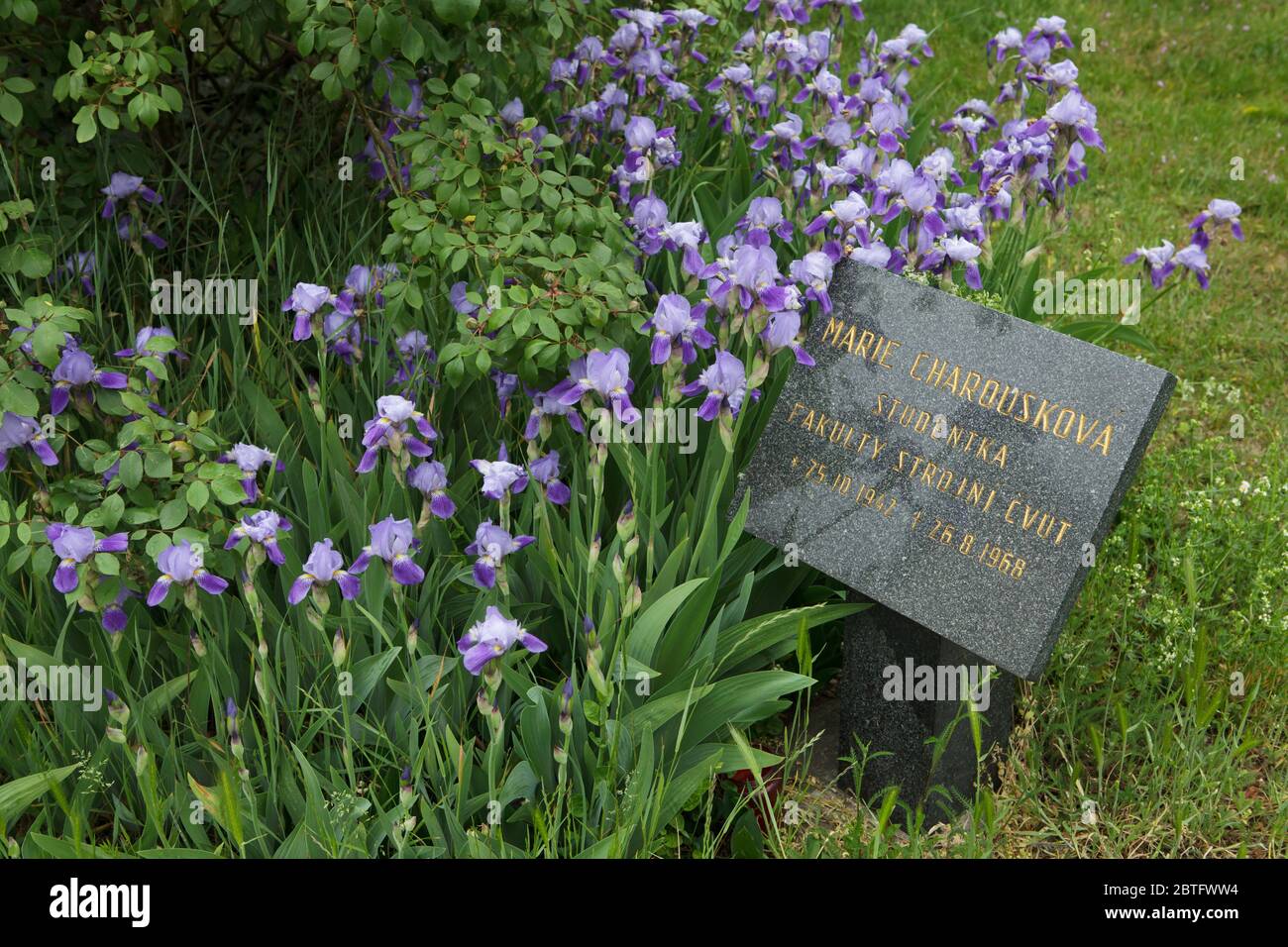 Gedenktafel zum Gedenken an Marie Charousková an der Stelle, an der sie am 26. August 1968 in Klárov in Prag von einem sowjetischen Soldaten erschossen wurde. Marie Charousková, geb. Srbová wurde am 25. Oktober 1942 geboren, studierte entfernt an der Fakultät für Maschinenbau der Tschechischen Technischen Universität (České vysoké učení technické) und wurde im Alter von 25 Jahren auf dem Weg zur Schule erschossen. Stockfoto