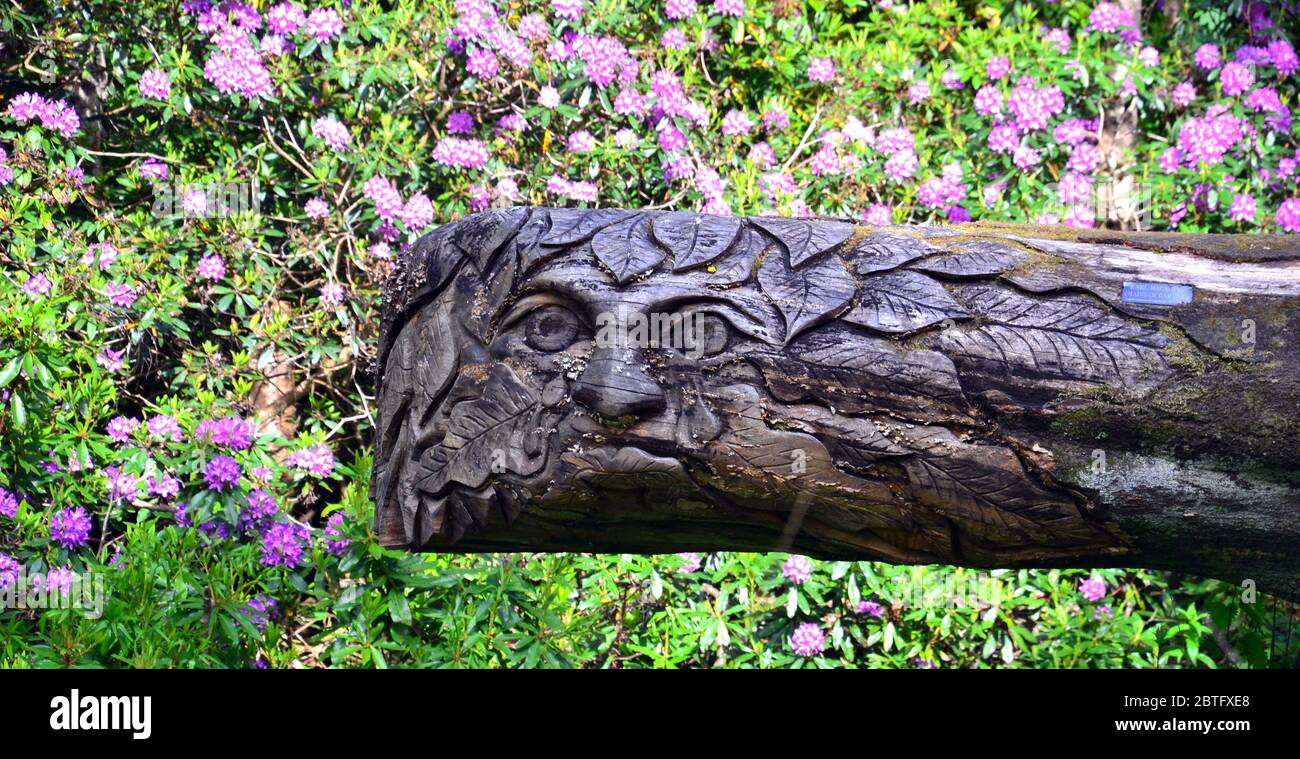 Ein Gesicht in einen toten, gefallenen Baum im Heaton Park, Manchester, England, großbritannien geschnitzt. Stockfoto