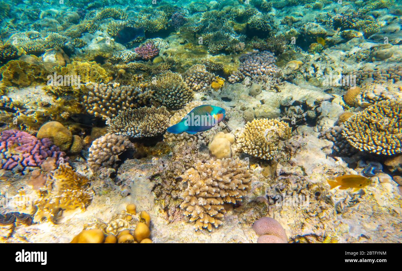 Tropischer Fisch auf Korallenriff im Ras Mohammed Nationalpark, Ägypten Stockfoto