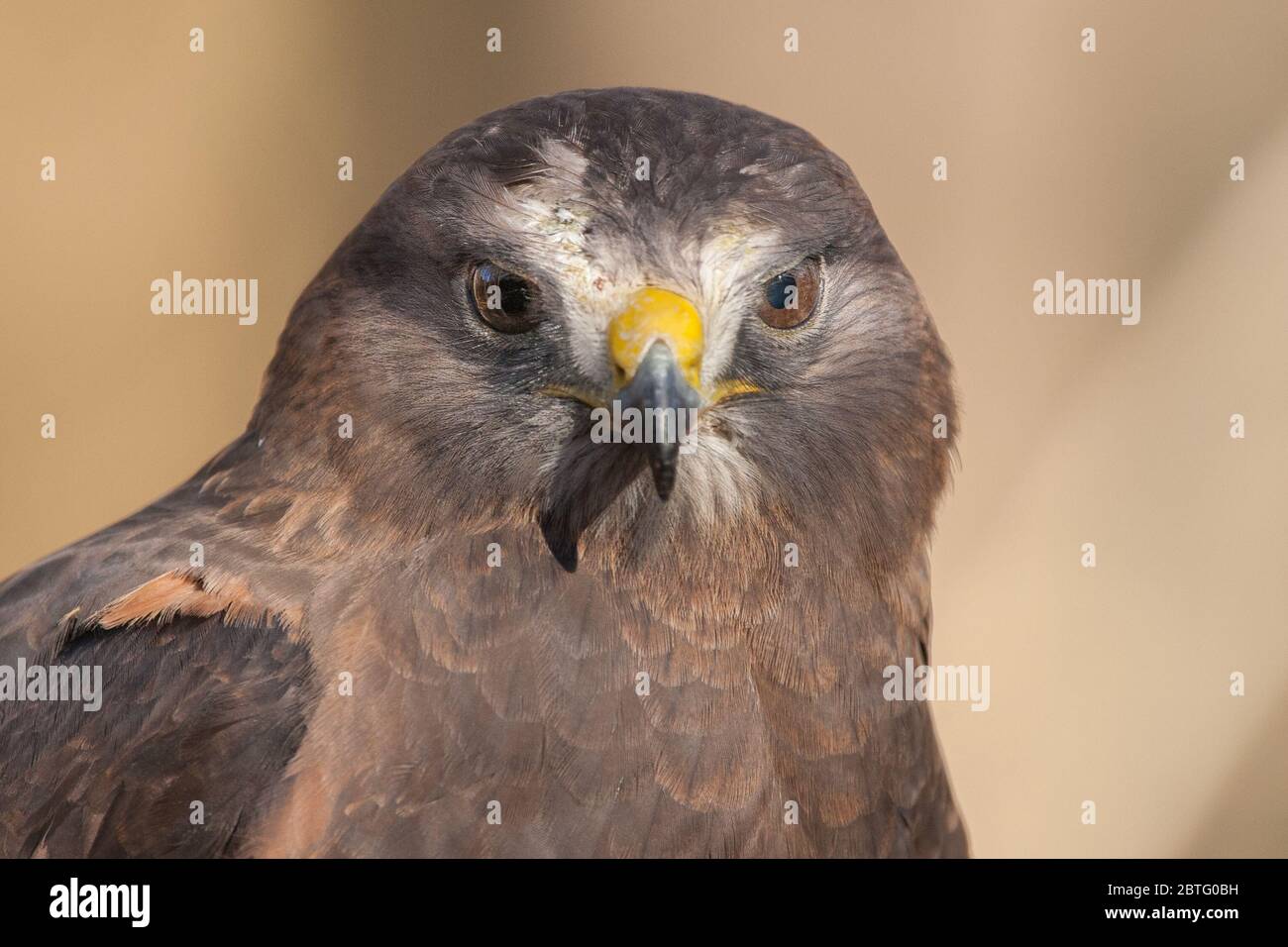 Ein Porträt eines Swainson-Falken Stockfoto