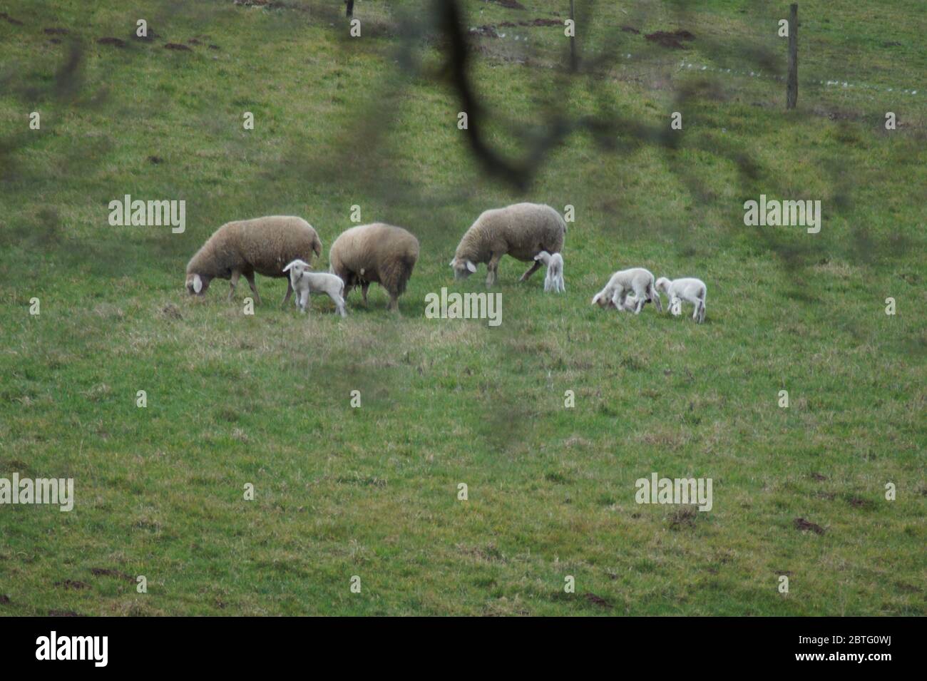 Schafsfamilie in der Eifel Stockfoto