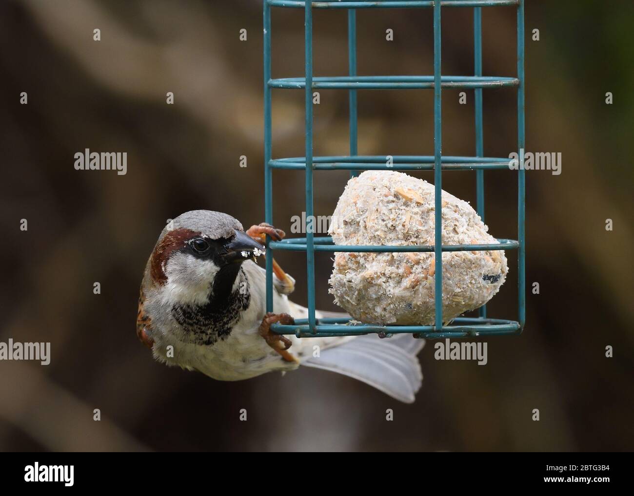 Der männliche Haussparrow (Passer domesticus) klammert sich an ein Futterhäuschen mit fetten Bällen in einem Garten in Glasgow, Schottland, Großbritannien, Europa Stockfoto