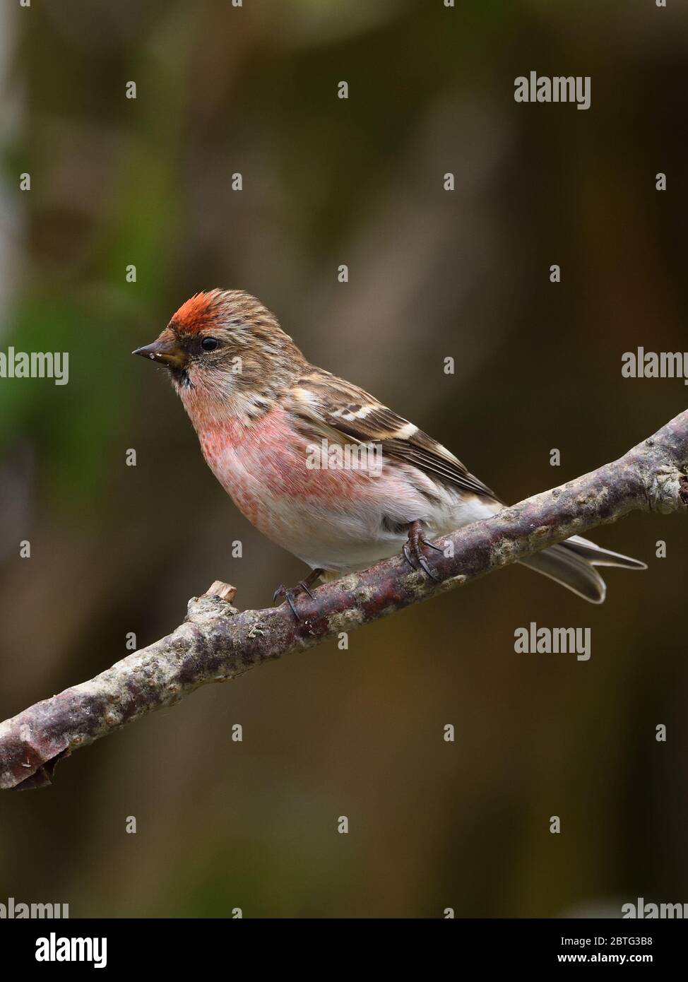 Männchen Lesser Redpoll (Acanthis Kabarett) im Sommer ist ein kleiner Singvogel in der Finkenfamilie, die hier in Glasgow, Schottland, Großbritannien, zu sehen ist Stockfoto