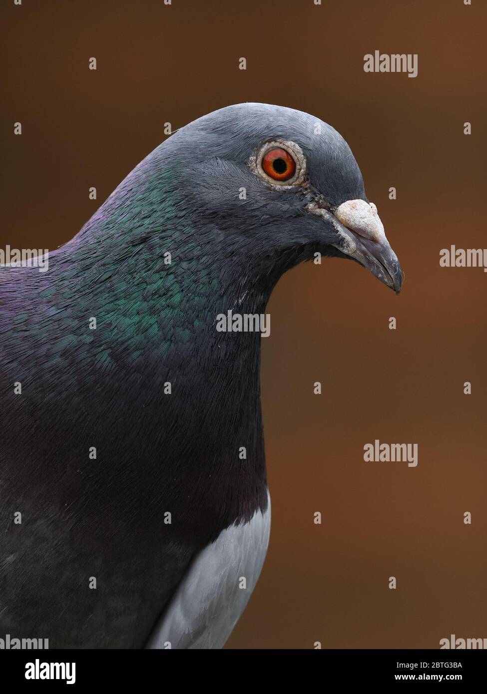 Porträt einer Wildtaube (Columba livia domestica) mit ihrem schillernden Magenta und grünen Federn. Stockfoto