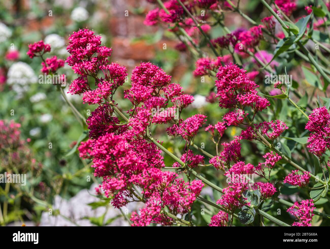 Centranthus ruber oder auch bekannt als Red Balerian Gartenpflanze blüht Ende Mai in Südengland, Großbritannien Stockfoto