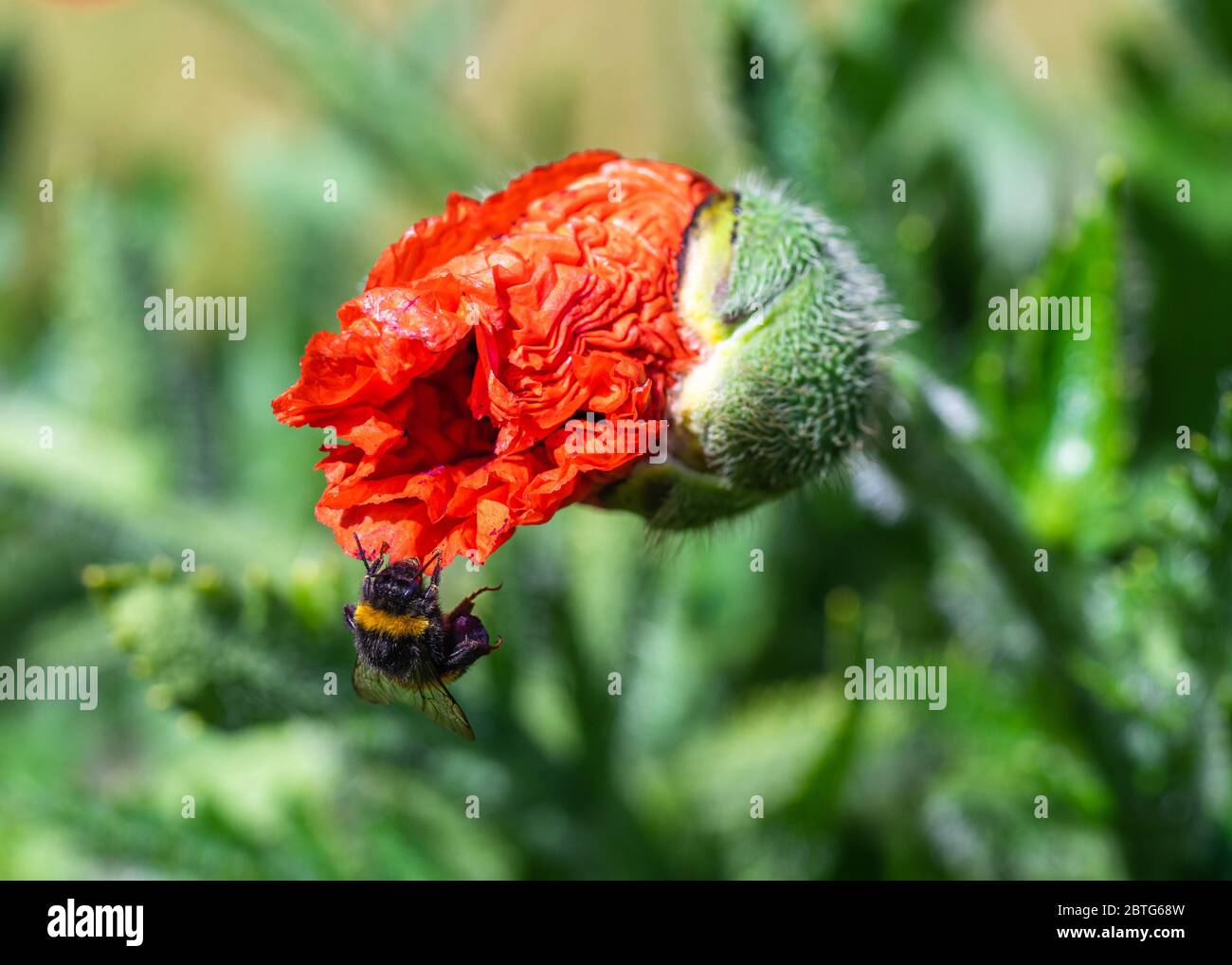 Eine weiße Schwanzhummel (Bombus lucorum), die sich im Frühjahr in Großbritannien an einer auftauchenden roten Blume einer Mohnpflanze (Papaver somniferum) in einem Garten festklammert Stockfoto