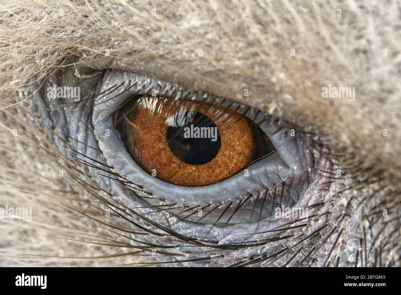 Adleraugen schließen sich zusammen, Augen eines Gänsegeiers. Stockfoto