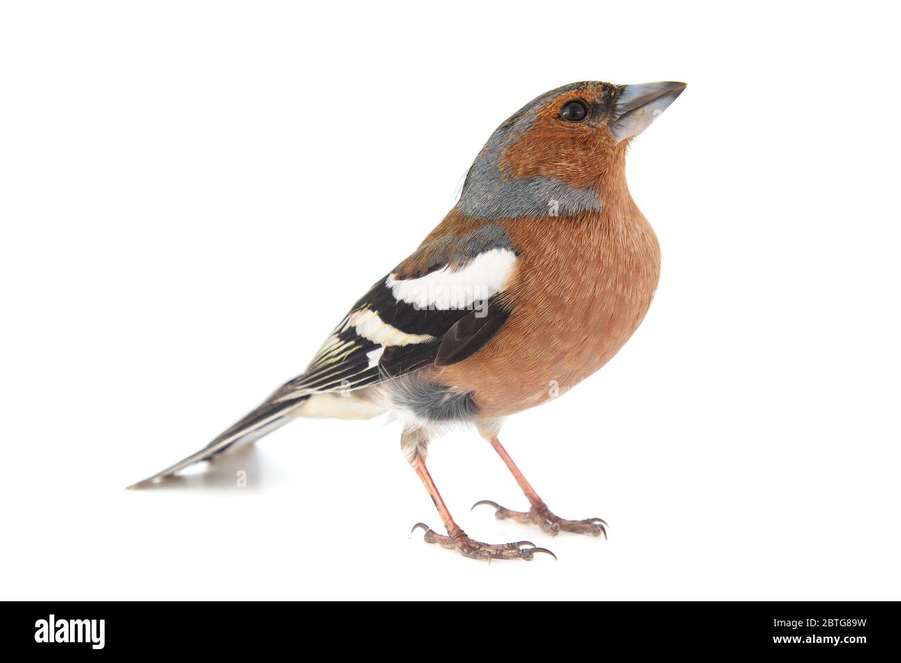 Männlicher Chaffinch, Fringilla Coelebs, isoliert auf weißem Hintergrund Stockfoto