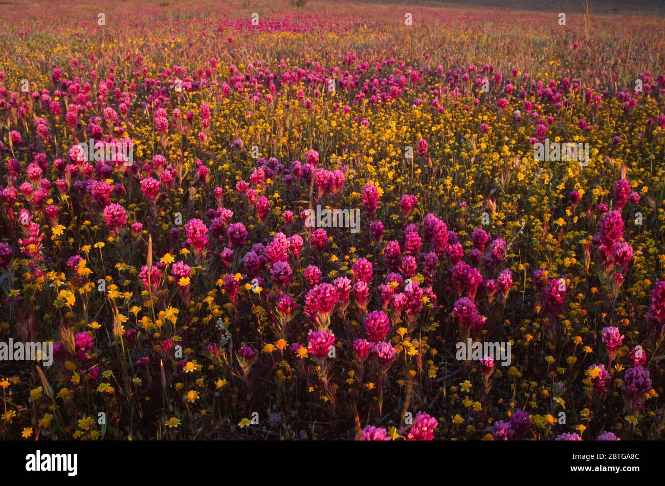 Eulenklee, Hungry Valley State Recreation Area, Kalifornien Stockfoto