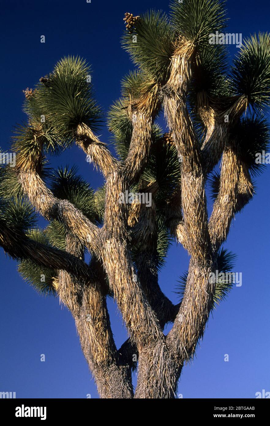 Joshua Tree (Yucca brevifolia) im Lost Horse Valley, Joshua Tree National Park, Kalifornien Stockfoto