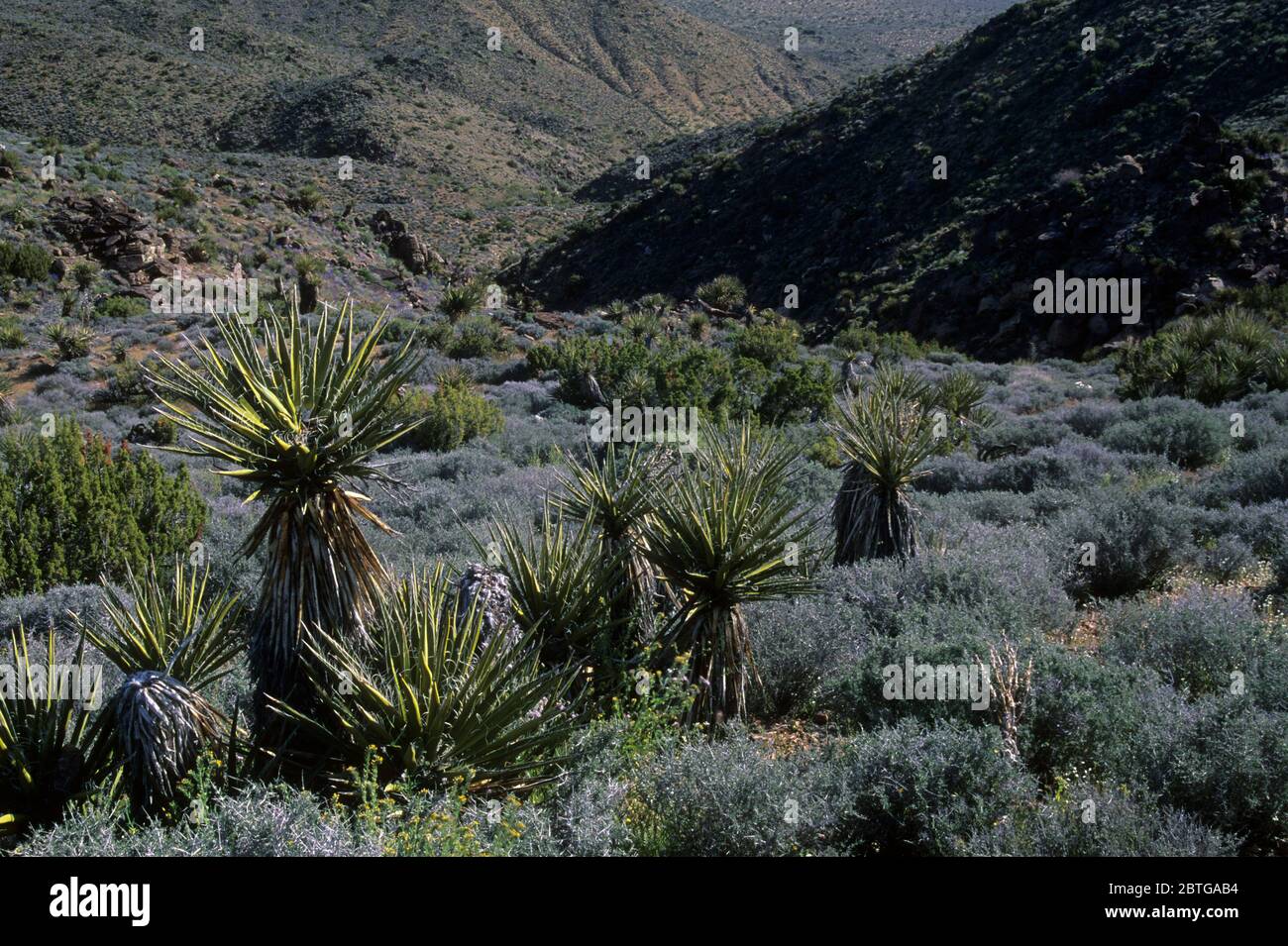 Wüste mit Mojave yucca (Yucca schidigera) im Lost Horse Mine Trail, Joshua Tree National Park, Kalifornien Stockfoto