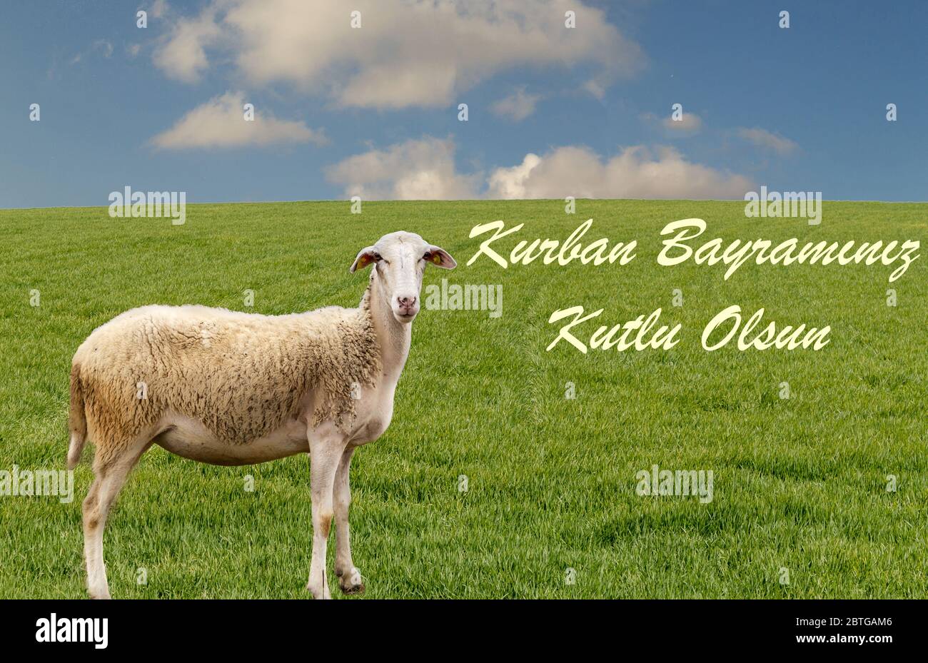 Muslimische Opfer Fest Feier und Gruß. ( Türkisch: Kurban Bayraminiz Kutlu Olsun ) Schafe auf dem grünen Gras schaut auf die Kamera Stockfoto