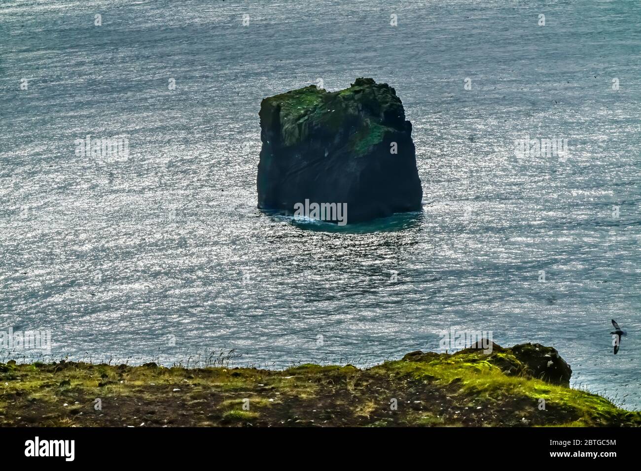 Dyrholaey Park Seagull Reynisfjara Black Sand Beach South Shore Island. Stockfoto