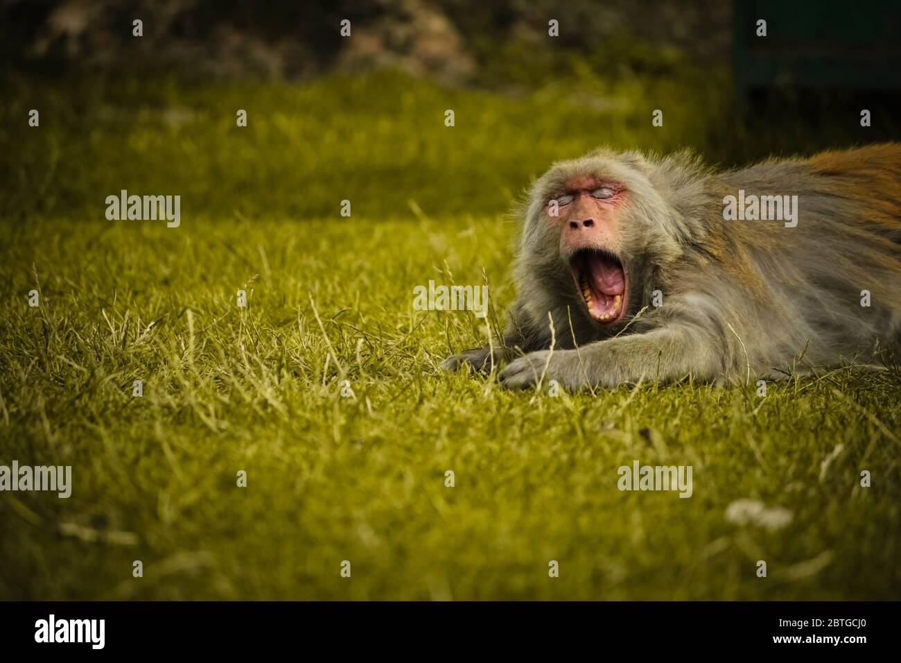 Nahaufnahme eines niedlichen Affen, der auf dem Gras liegt, für einen entspannenden Retro-Effekt Stockfoto