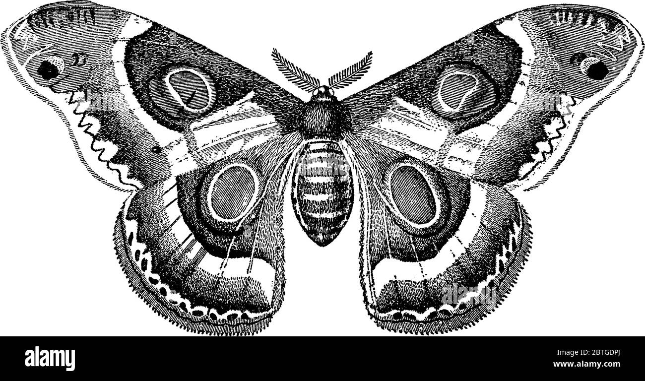 Bombycina sind Nachtfalter, mit den Organen des Mundes sind in vielen Fällen atrophiert, das macht es untauglich für den Einsatz, mit deutlichen kreisförmigen Flecken und Stock Vektor