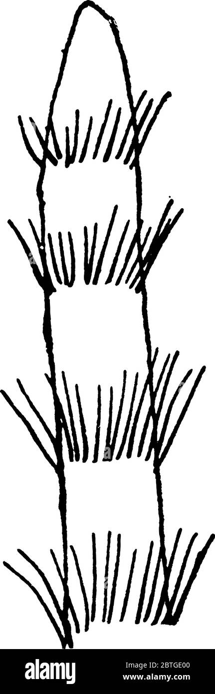 Büschel haarähnlicher Setae der Megachile, die in jeder Reihe gezüchtet wird, Vintage-Strichzeichnung oder Gravur-Illustration. Stock Vektor