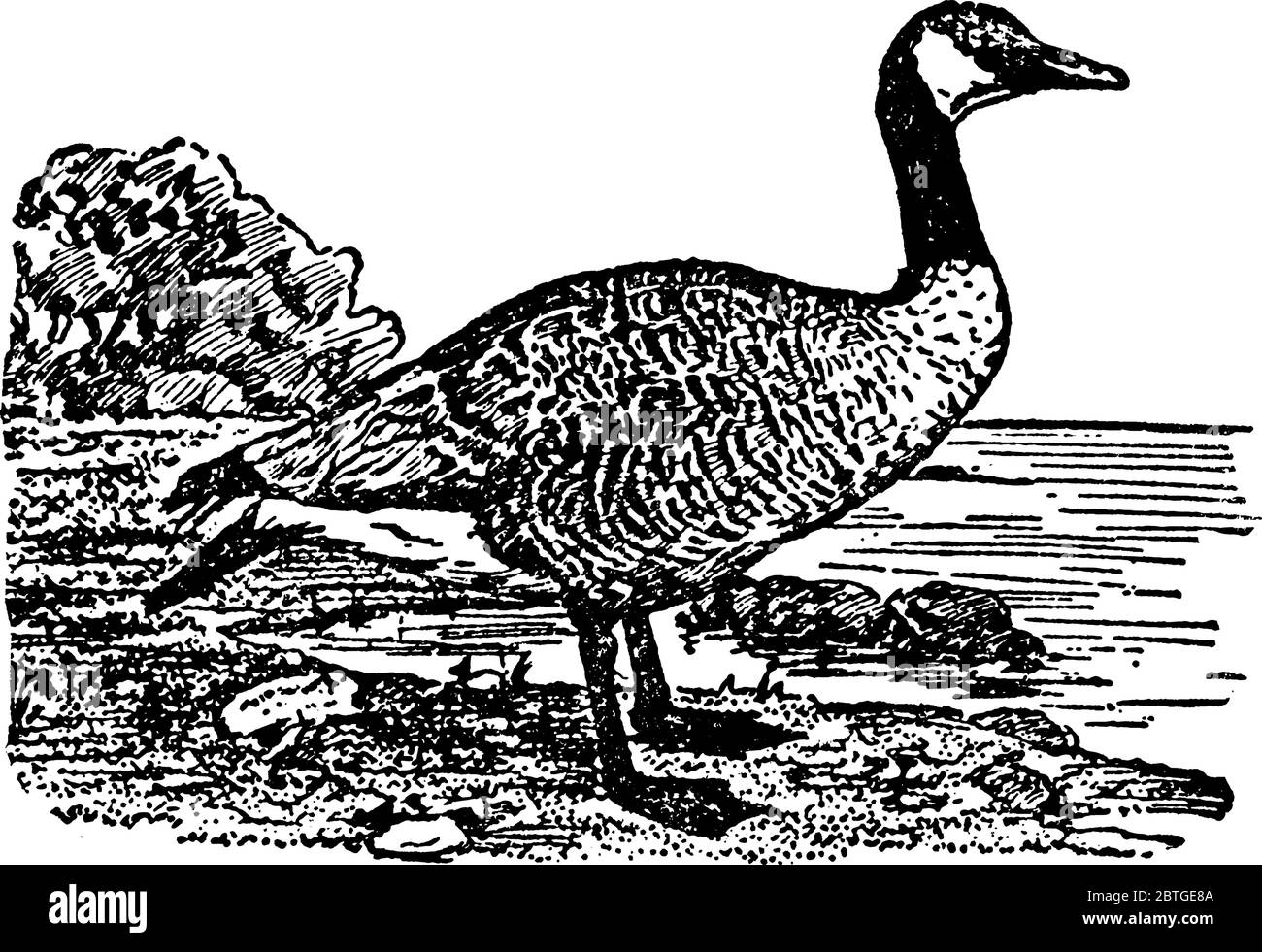 Eine amerikanische Wildgans, die 30 bis 35 Zoll lang ist, oben bräunlich, unten heller, Kopf, Hals, Schnabel und Füße schwarz, ein weißer Fleck auf der Wange; Stock Vektor