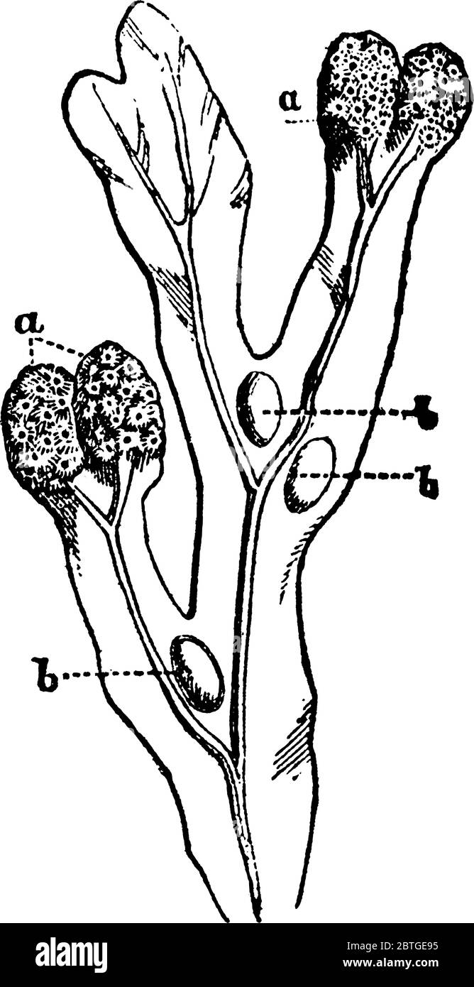 Stellt die Behälter der Fruktifikation, 'a, a', an den Enden der verzweigten Wedel dar; 'b, b, b', große Luftzellen, die helfen, die Pflanze zu schweben Stock Vektor