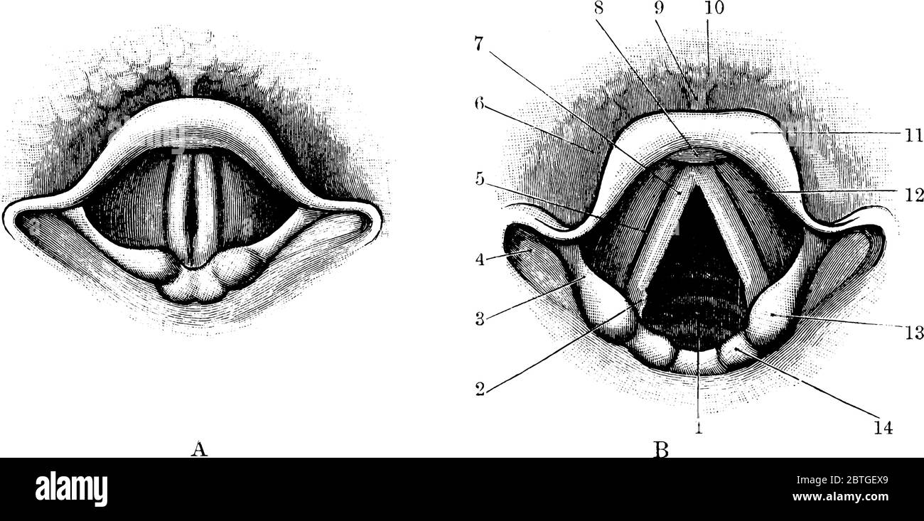 Die Höhle des Kehlkopfes, gekennzeichnet durch seine Teile als eins bis zwölf, und auch, A und B, die Rima-Glottiden geschlossen und die Rima-Glottiden weit geöffnet, resp Stock Vektor