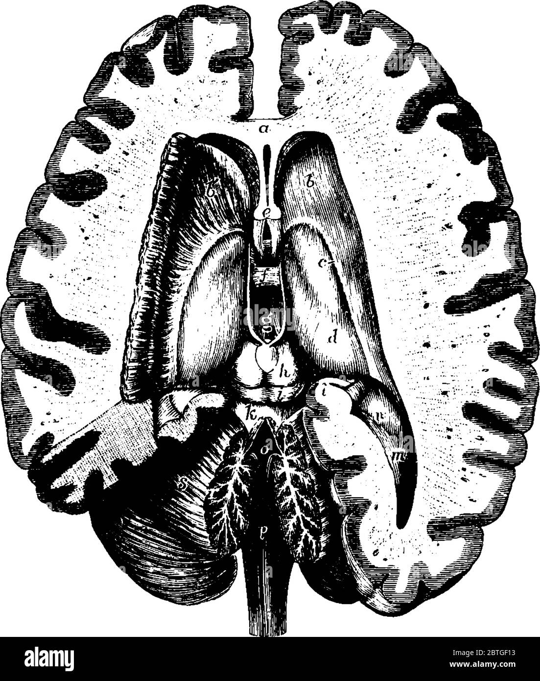 Diagramm des transversalen Abschnitts des mittleren Teils des Gehirns, der laterale, dritte und vierte Ventrikel zeigt, Vintage-Linienzeichnung oder Gravur Illustration. Stock Vektor