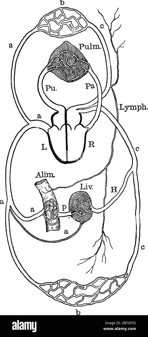 Zirkulationsdiagramm mit Teilen wie Leber, Alim, Arteriensystem und viele andere, beschriftete, Vintage-Strichzeichnung oder Gravur Illustration. Stock Vektor