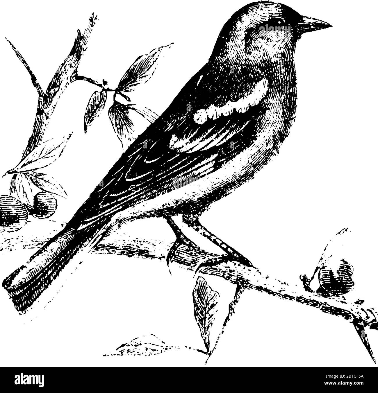 Finch, mit einem bunten Gefieder, ernähren sich vor allem von Hanf und Leinsamen und Früchten, mit einem kurzen Schnabel, lebt in Scharen, außer bei der Zucht, Vintage-Linie Stock Vektor