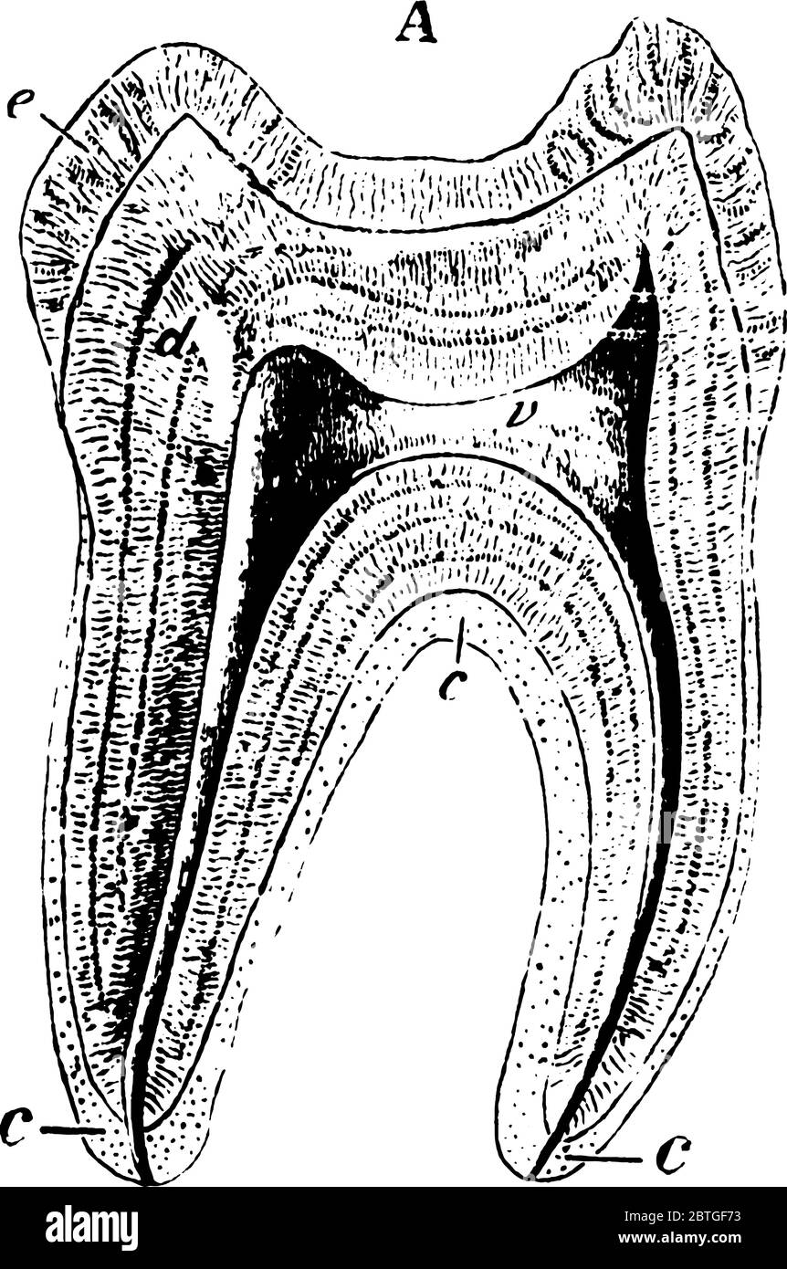 Sagittaler Schnitt des menschlichen Zahnes, der alle Schichten zusammen mit zwei Zahnwurzeln zeigt, Vintage-Strichzeichnung oder Gravurdarstellung. Stock Vektor