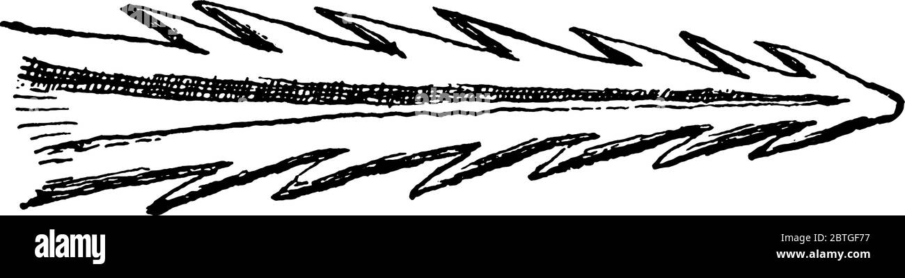 Die Zunge eines Spechtes, die meist lang und klebrig sind, die Borsten besitzen. Es hilft diesen Vögeln beim Ergreifen und Extrahieren von Insekten gefunden dee Stock Vektor