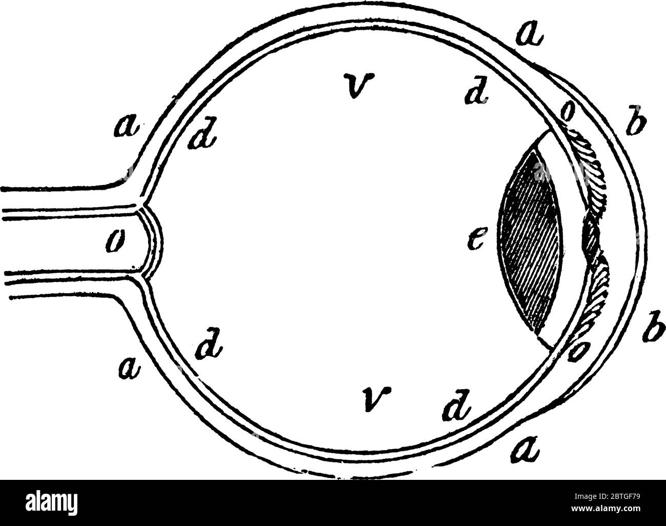 Eine typische Darstellung des menschlichen Auges mit seinen Teilen gekennzeichnet als "a, b, d, o und V", die sklerotischen Membran, Hornhaut, Netzhaut, Sehnerv Stock Vektor