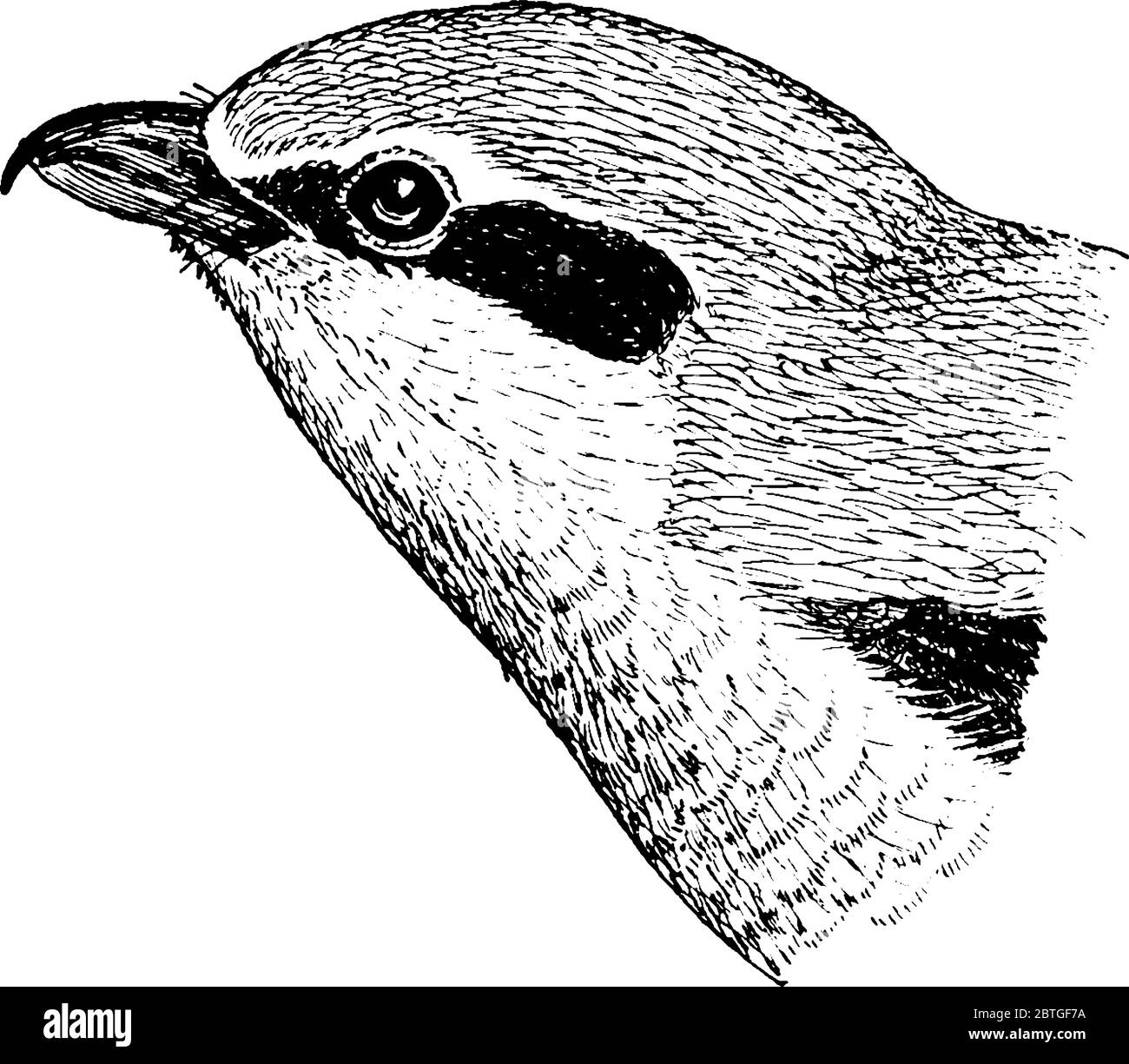 Der einsame Vogel, der große Grauwürger, ein Mitglied der Familie der Würger, Vintage-Strichzeichnung oder Gravurzeichnung. Stock Vektor