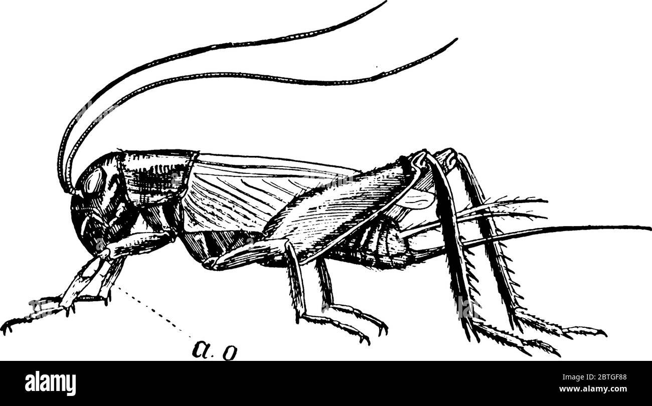 Grillen sind Insekten entfernt mit Grashüpfern in der Familie Gryllidae verwandt., Vintage-Linie Zeichnung oder Gravur Illustration. Stock Vektor
