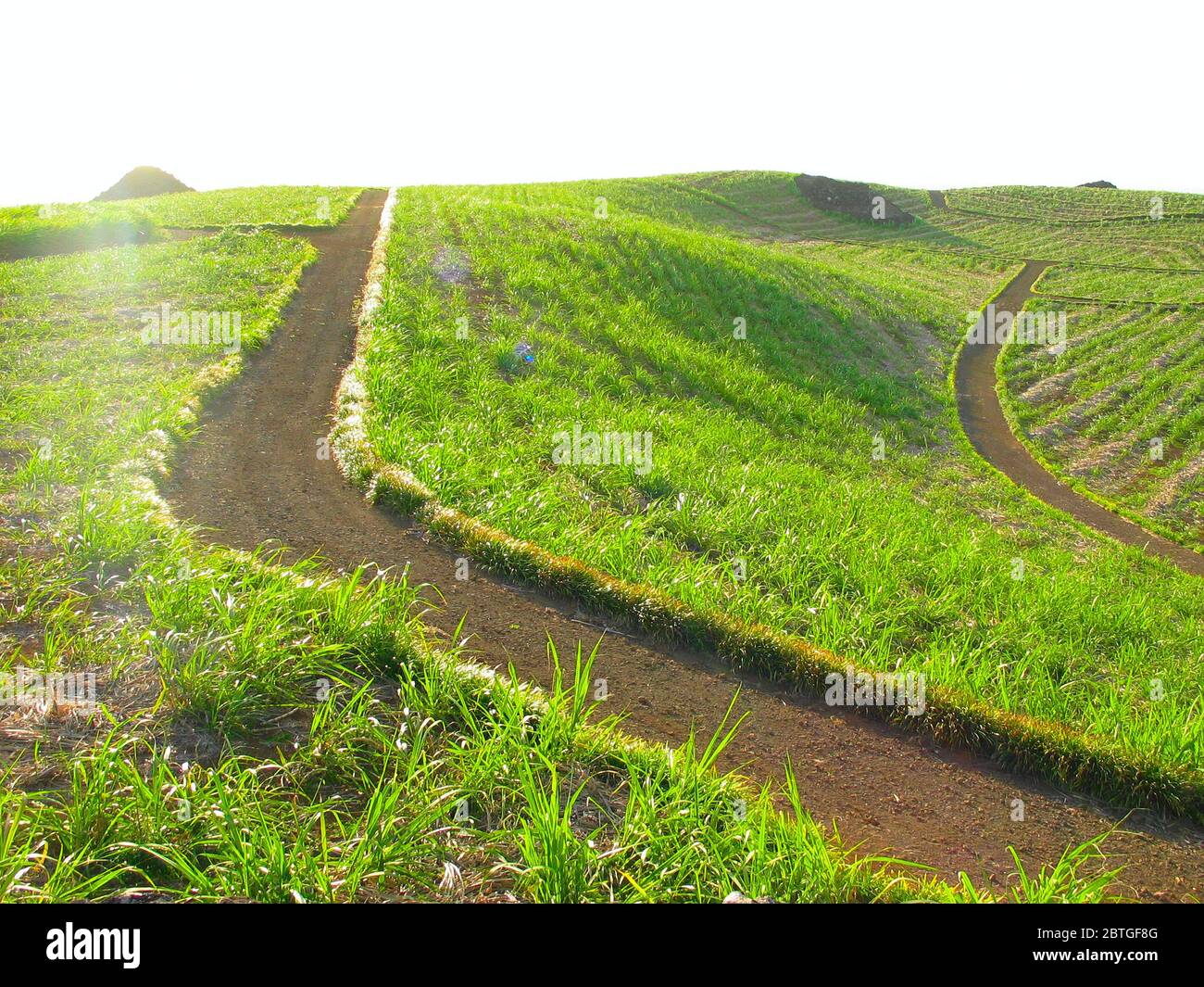Grüne Felder im tiefen Nachmittagslicht, Mauritius Island, Mauritius und Rodrigues, Indischer Ozean. Stockfoto