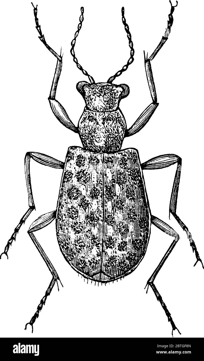 Elaphrus riparius ist eine Art Bodenkäfer aus der Familie der Carabidae, Vintage-Strichzeichnung oder Gravur Illustration. Stock Vektor