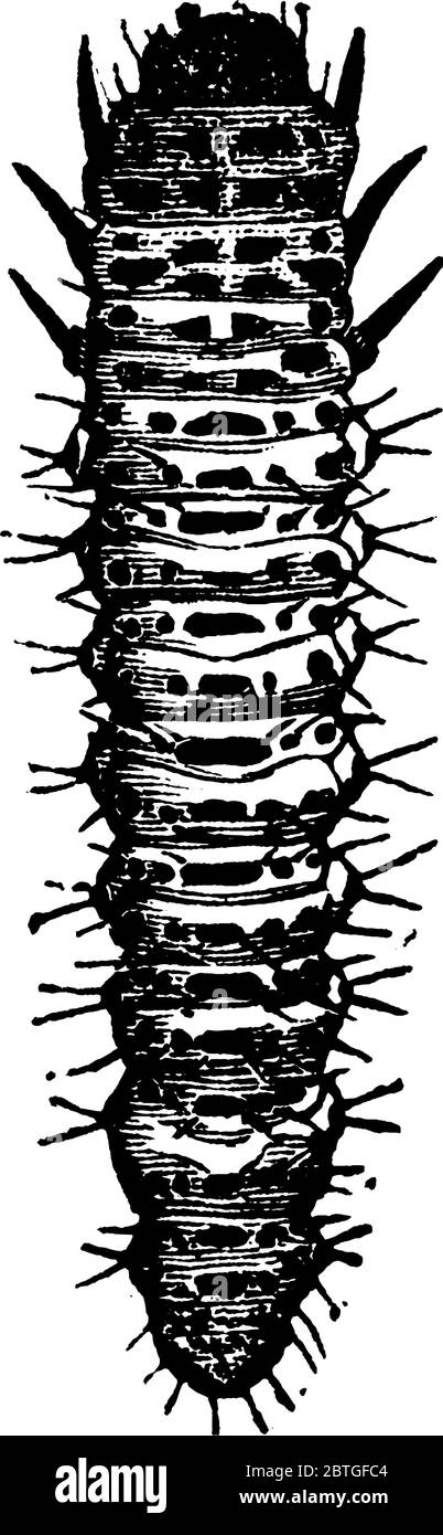 Larven von Traubenflohkäfer mit haarigen Körper, Vintage Strichzeichnung oder Gravur Illustration. Stock Vektor