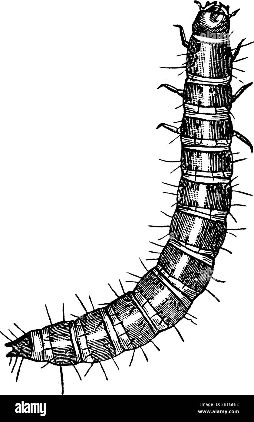 Larven der Tribolium cofusum-Arten mit behaarten Körper und Segmenten, Vintage-Strichzeichnung oder Gravur Illustration. Stock Vektor