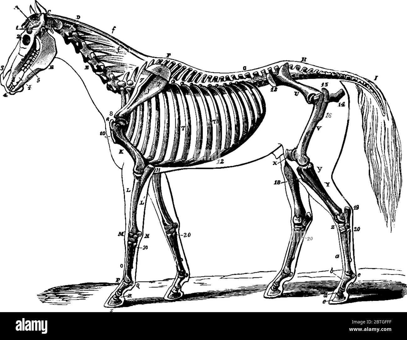 Das Skelett eines Pferdes, das seine Beziehung zur Kontur des Tieres zeigt, seitlich betrachtet, Vintage-Strichzeichnung oder Gravurzeichnung. Stock Vektor