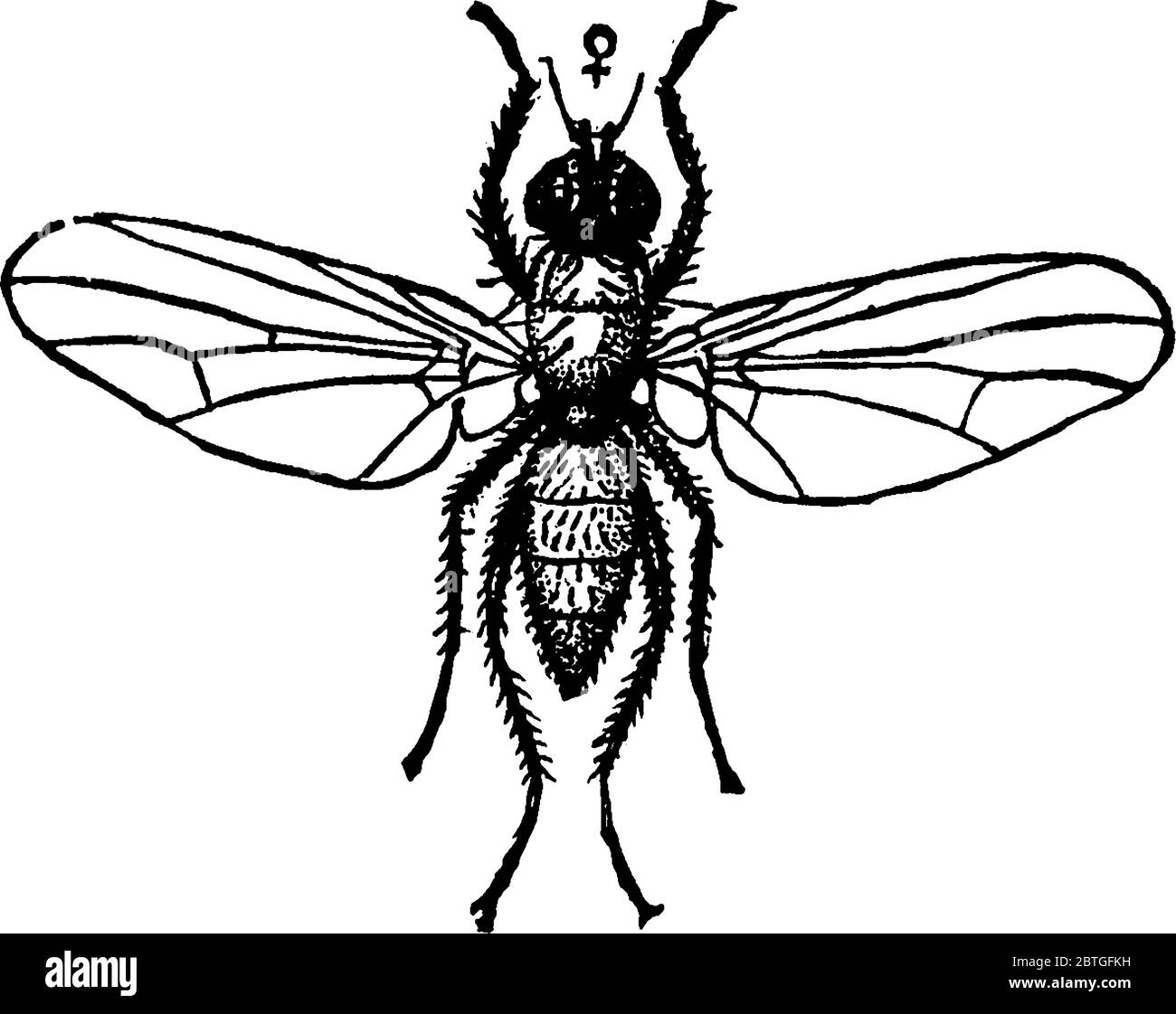 Das weibliche Erwachsene der Kohlmaggot, Phorbia brassicae-Arten, mit radialen venen Strukturen, die ihre Flügel kreuzen, Vintage-Strichzeichnung oder engr Stock Vektor