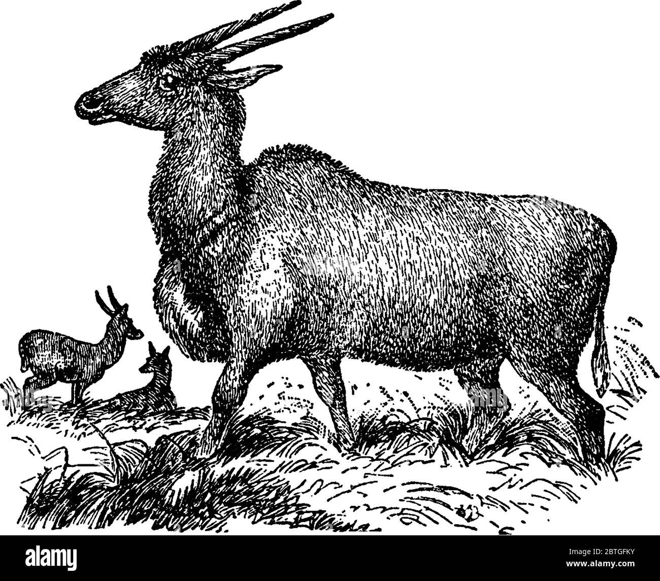 Zeigt drei Elands, zwischen den Gräsern. Eland ist eine Savanne und Ebene Antilope in Ost-und Südafrika gefunden, Vintage-Linie Zeichnung oder Gravur Stock Vektor