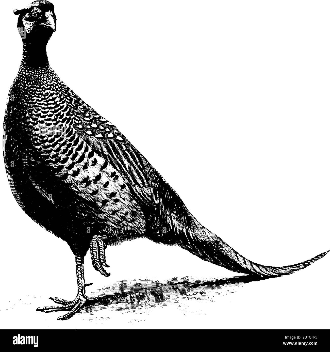 Der Fasane ist schwere, bodenlebende Wildvogelarten der Familie Phasianidae, die in Neuseeland beheimatet sind., Vintage-Strichzeichnung oder Gravur illust Stock Vektor